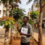 Create an editorial news illustration for an article about 'Brazzaville : une jeune chercheuse appelle à diversifier les arbres urbains contre les risques phytosanitaires'. The specific country is Republique du Congo (Brazzaville) (CG); make visual c